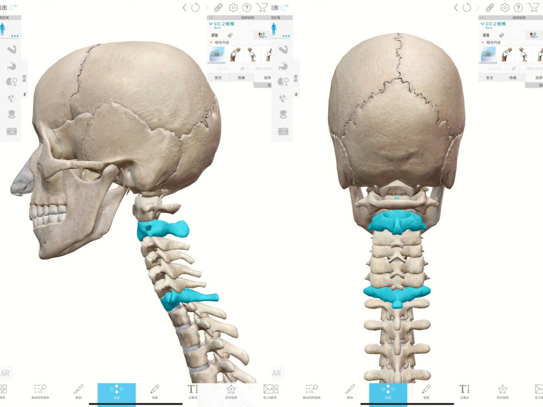 昨天更新了基础c0c1寰枕关节的骨性和关节的活动度剖析,今天来看一下