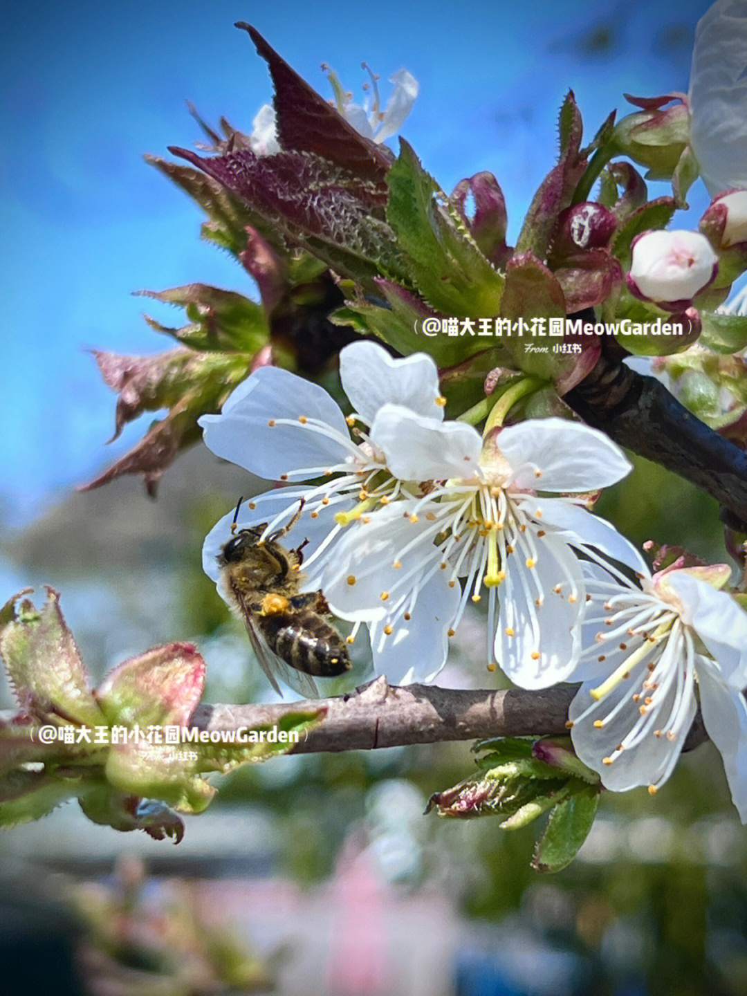 樱桃树几月开花图片