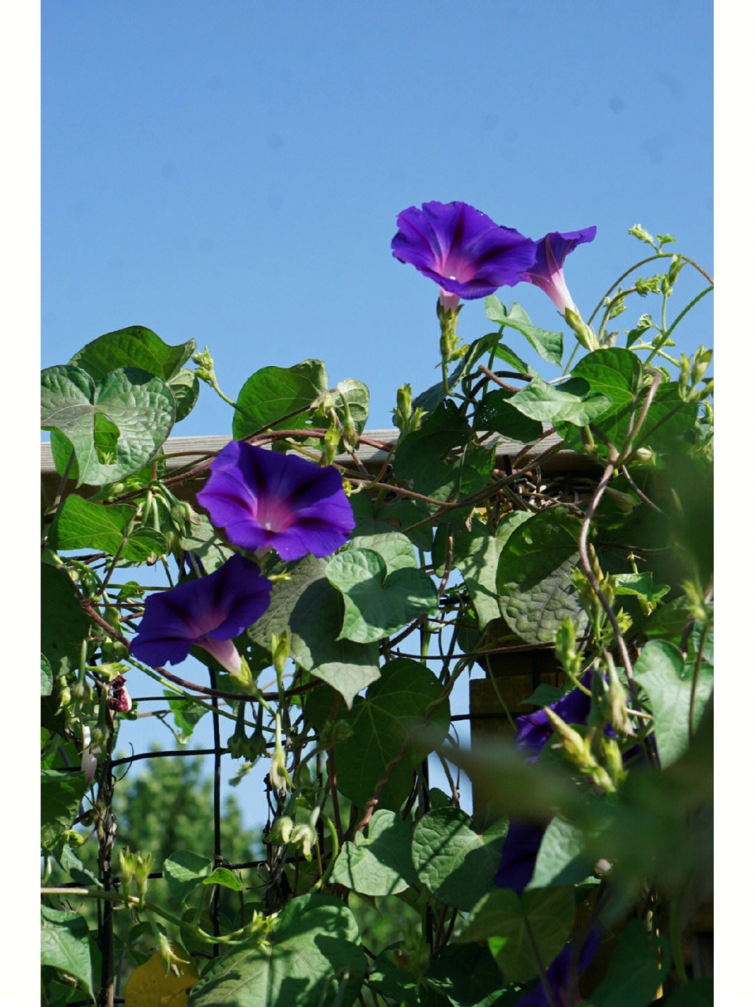 牵牛花什么季节开图片