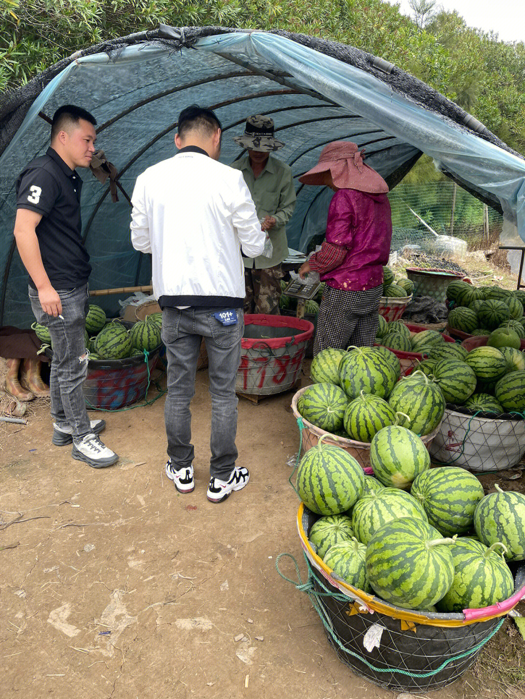 朱家尖头茬沙地西瓜