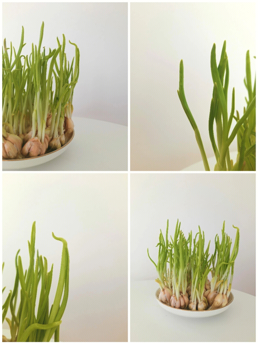 水栽白菜根成长记录图片