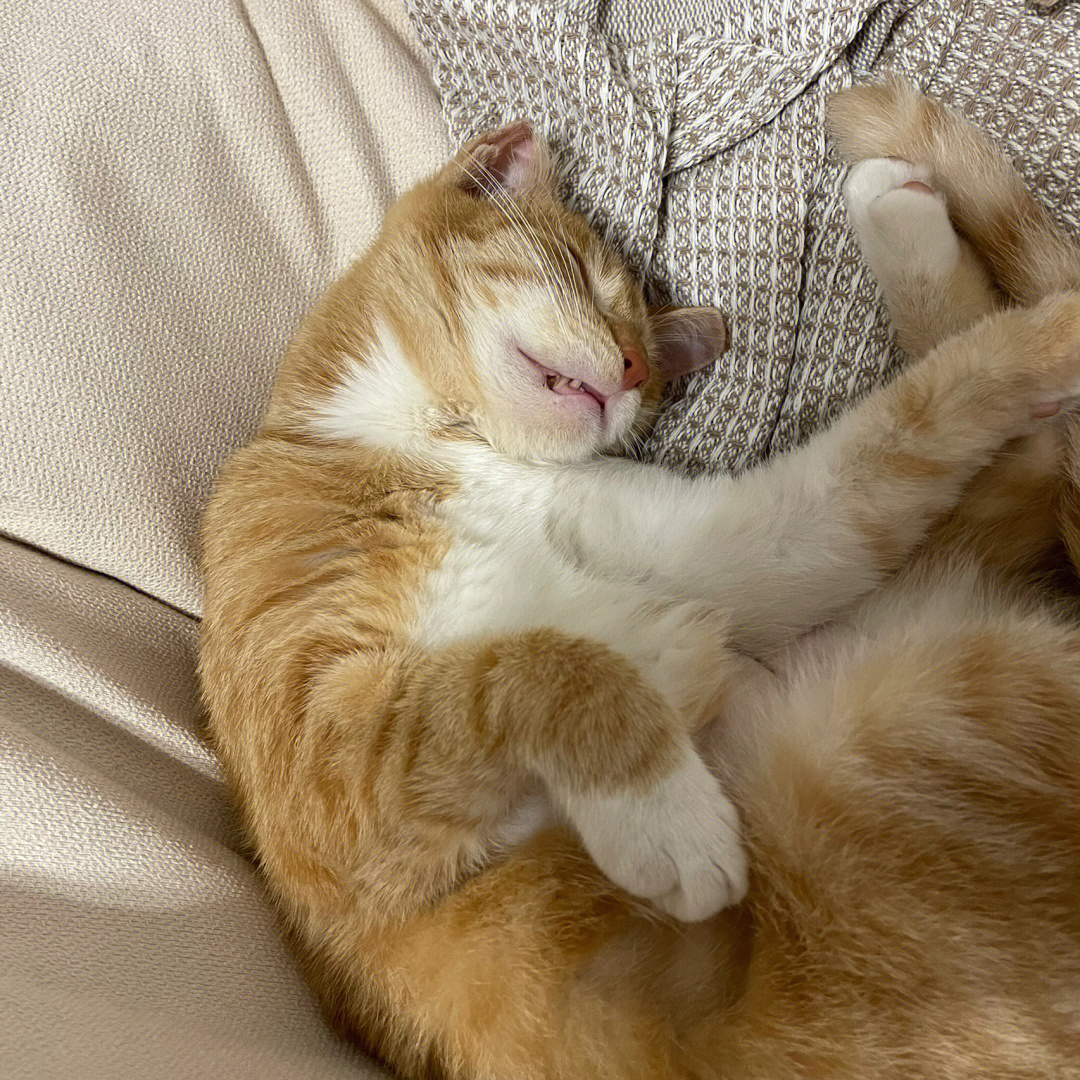 猫咪睡觉姿势图片大全图片