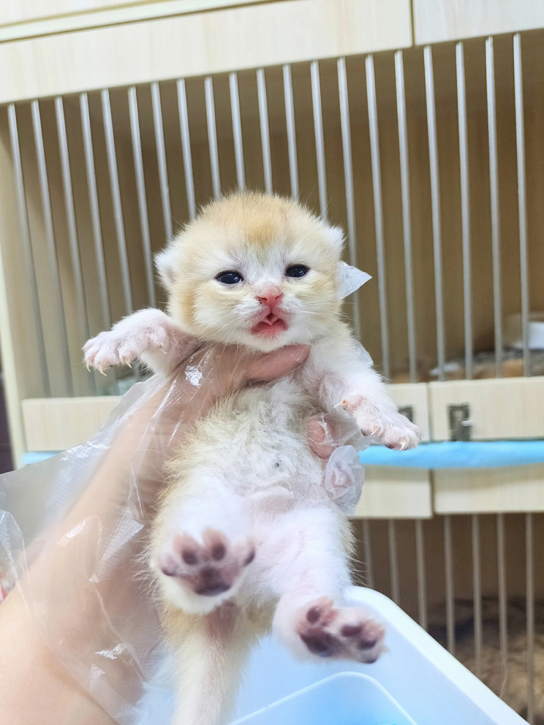 金点猫刚出生的样子图片