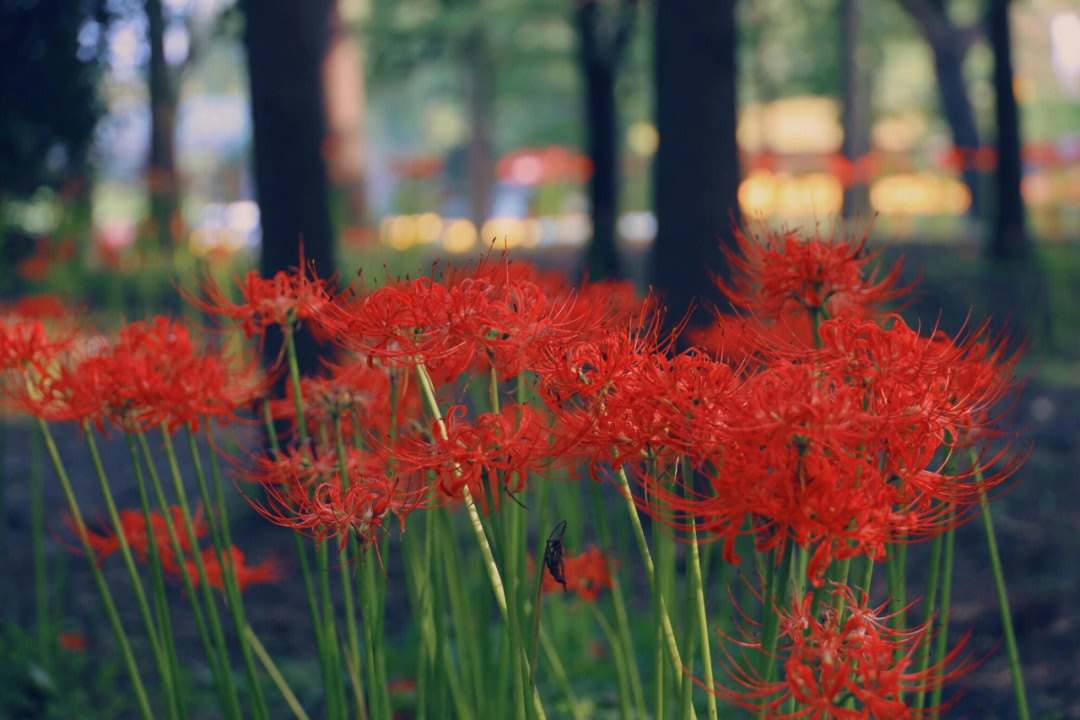 彼岸花