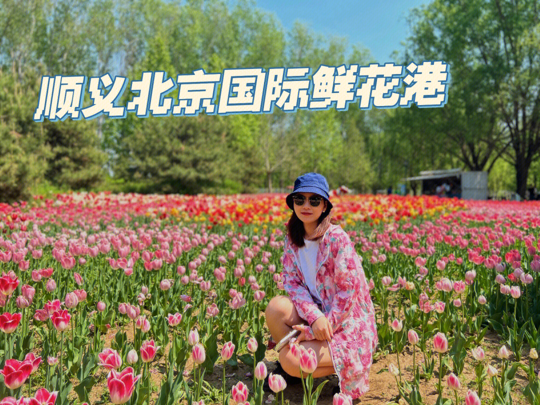 北京周边游国际鲜花港油画中的郁金香