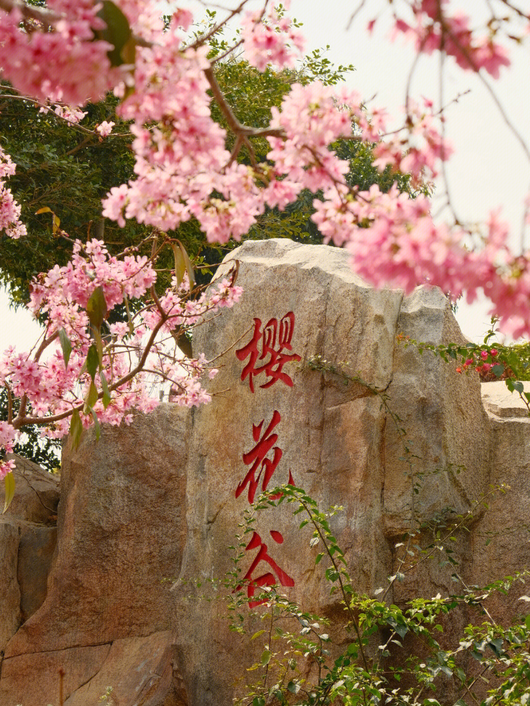 狐尾山公园樱花谷图片