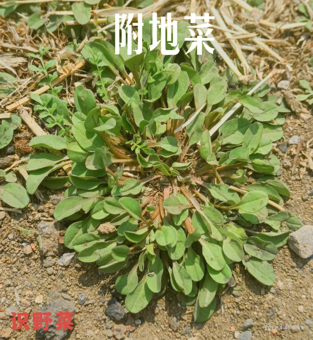 识野菜附地菜