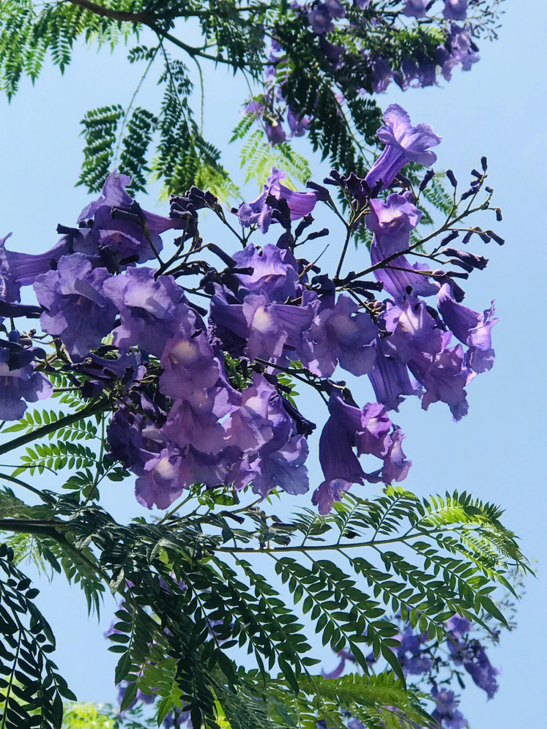 昆明蓝花楹