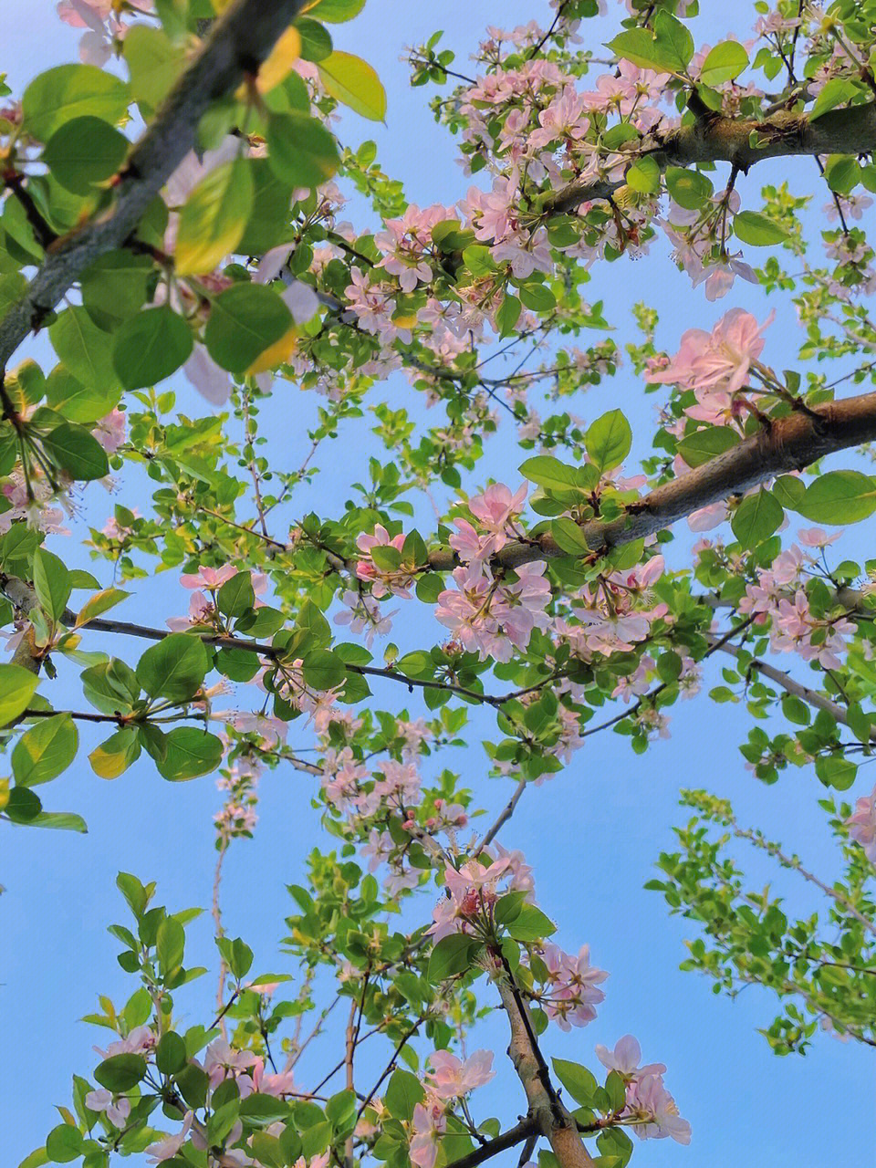 海棠花未眠