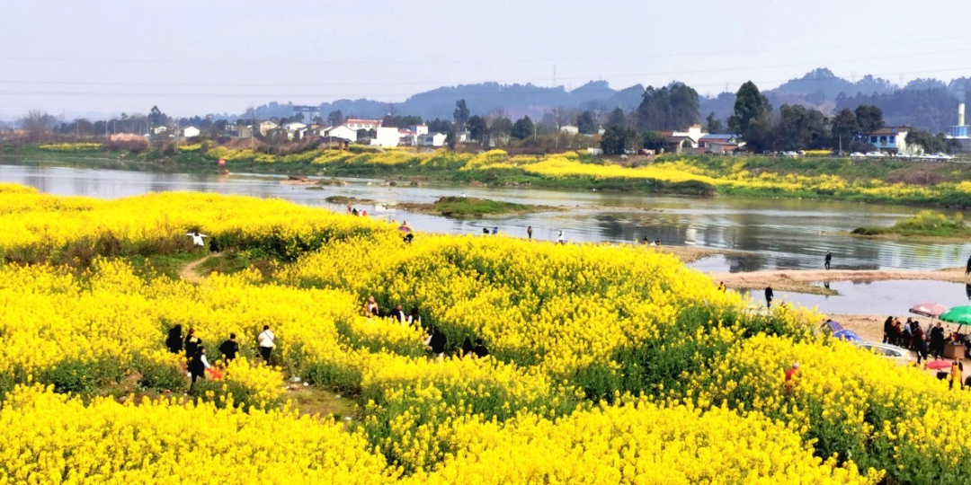 邛崃两河村油菜花地址图片