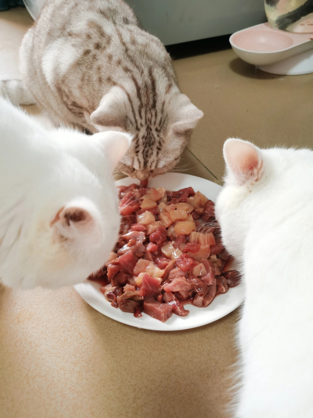 猫咪吃生肉好 还是熟肉好这个毋庸置疑 生骨肉是复合猫咪肠胃的 并且