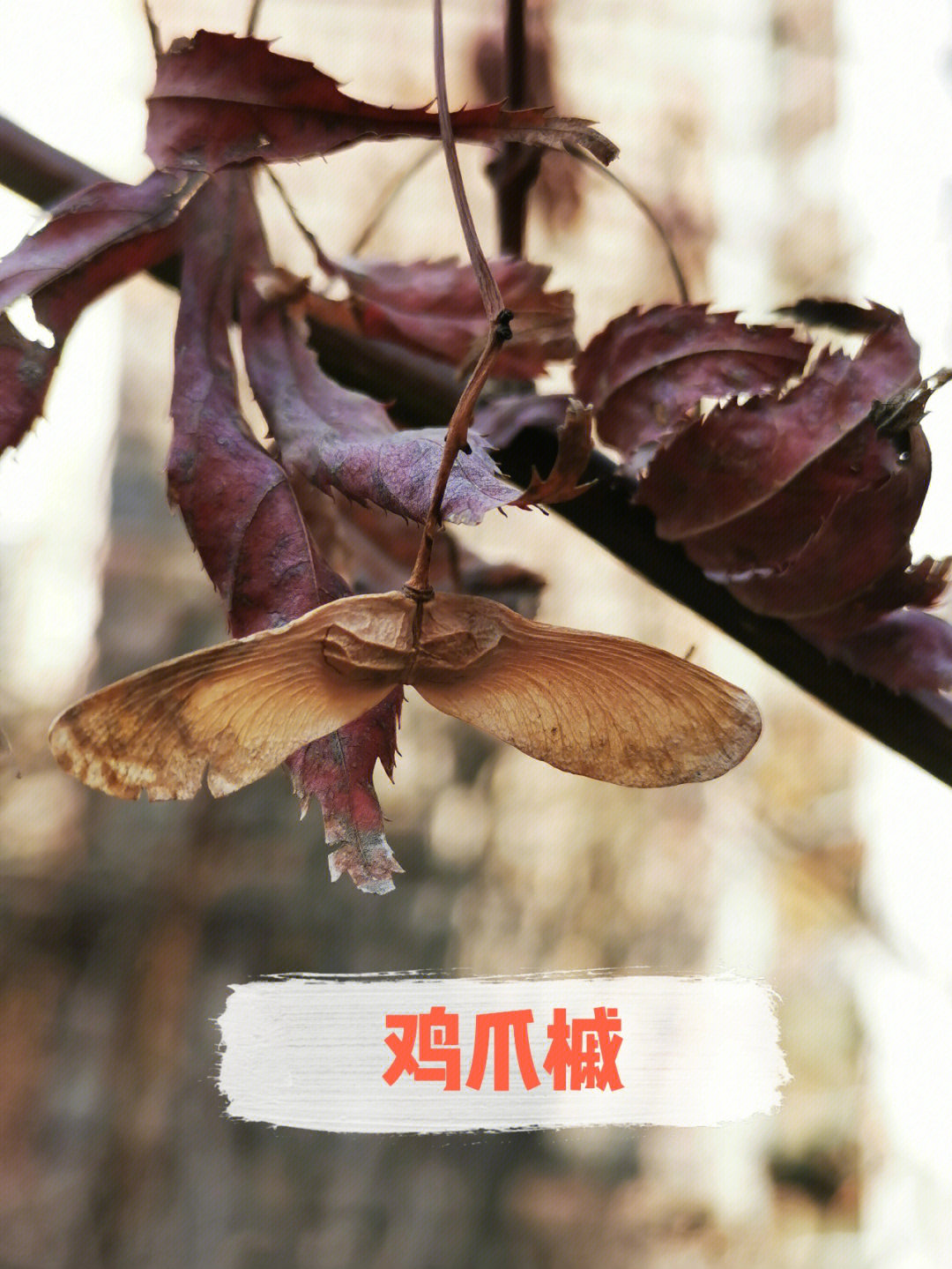 鸡爪槭的果实图片