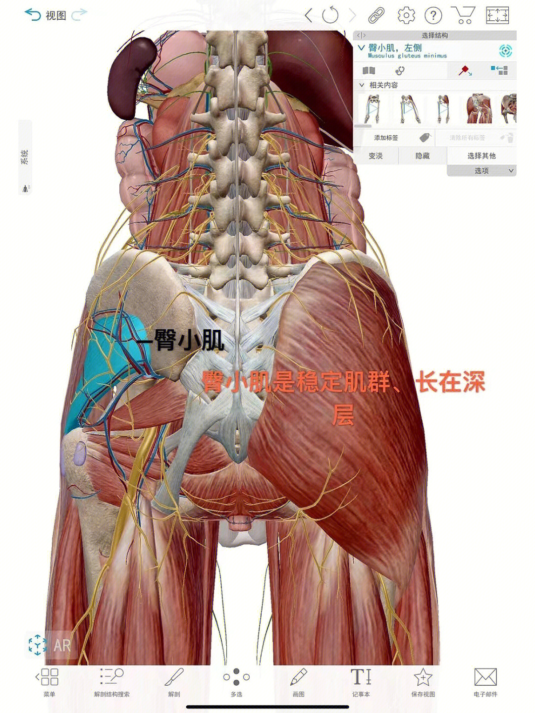 在髋关节屈,伸,内收,外展,内旋,外旋等方向运动中94臀中肌主要作用