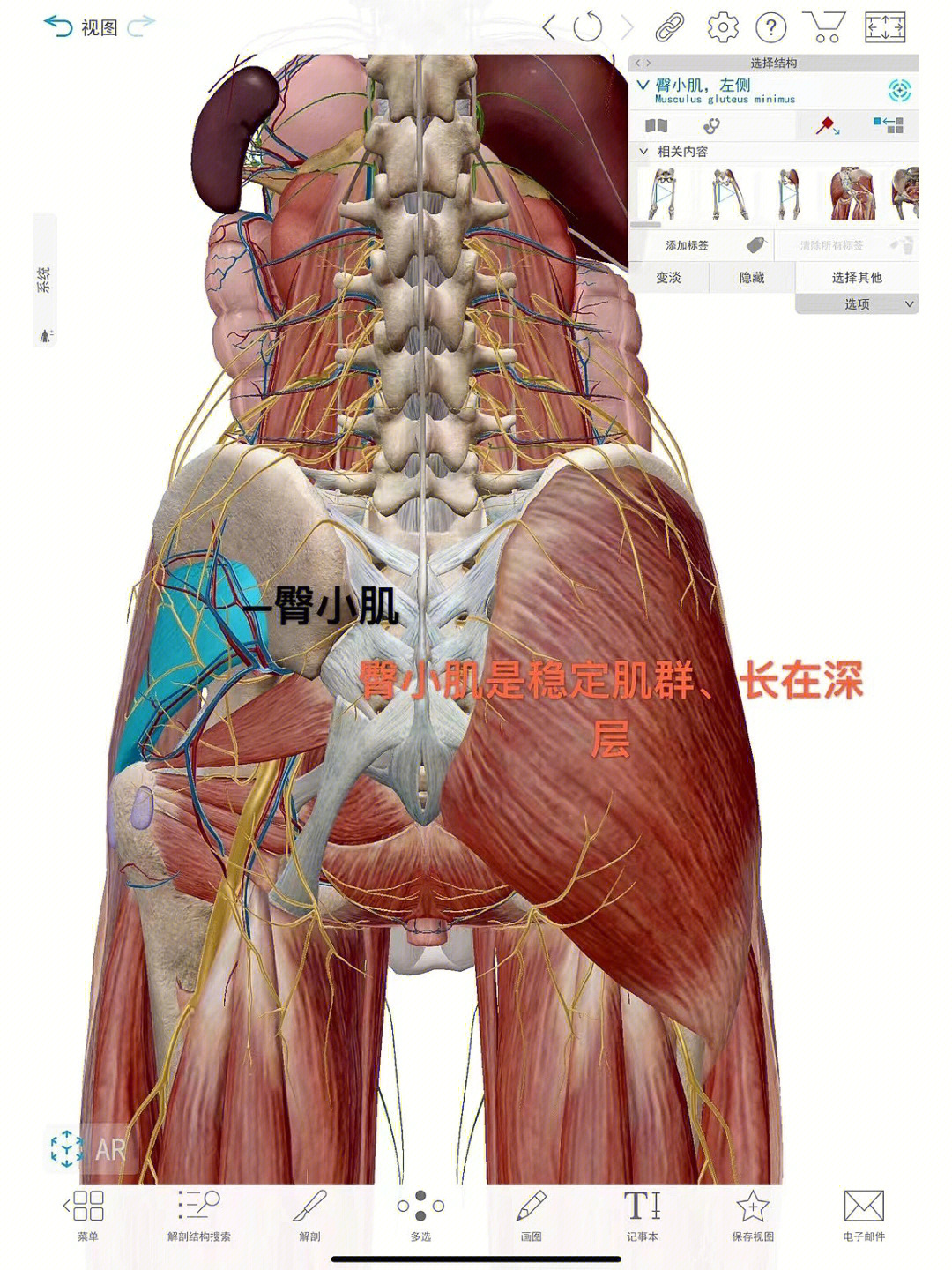 臀中肌和臀大肌位置图片