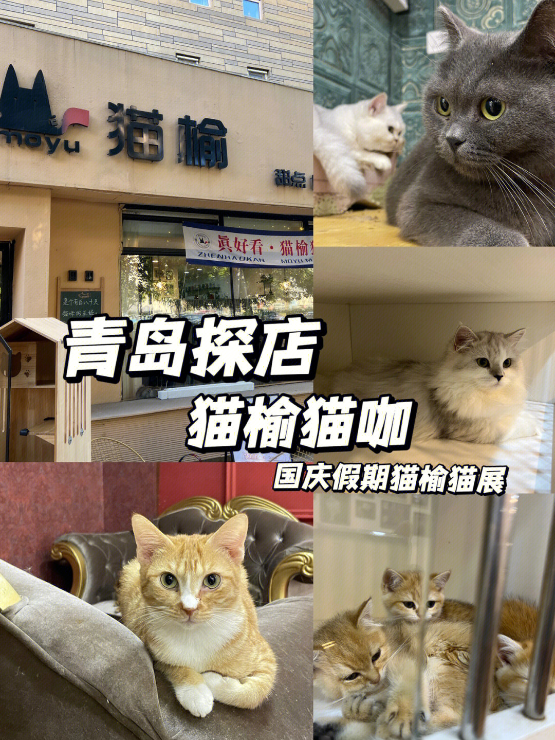 榆星广场宠物猫图片
