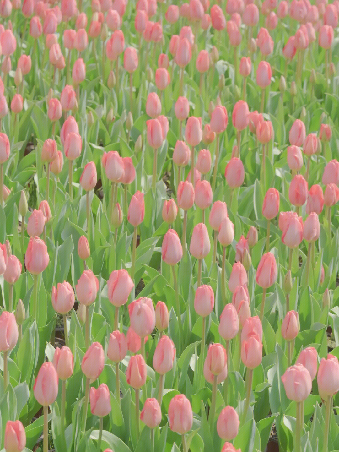 郁金香属花语图片