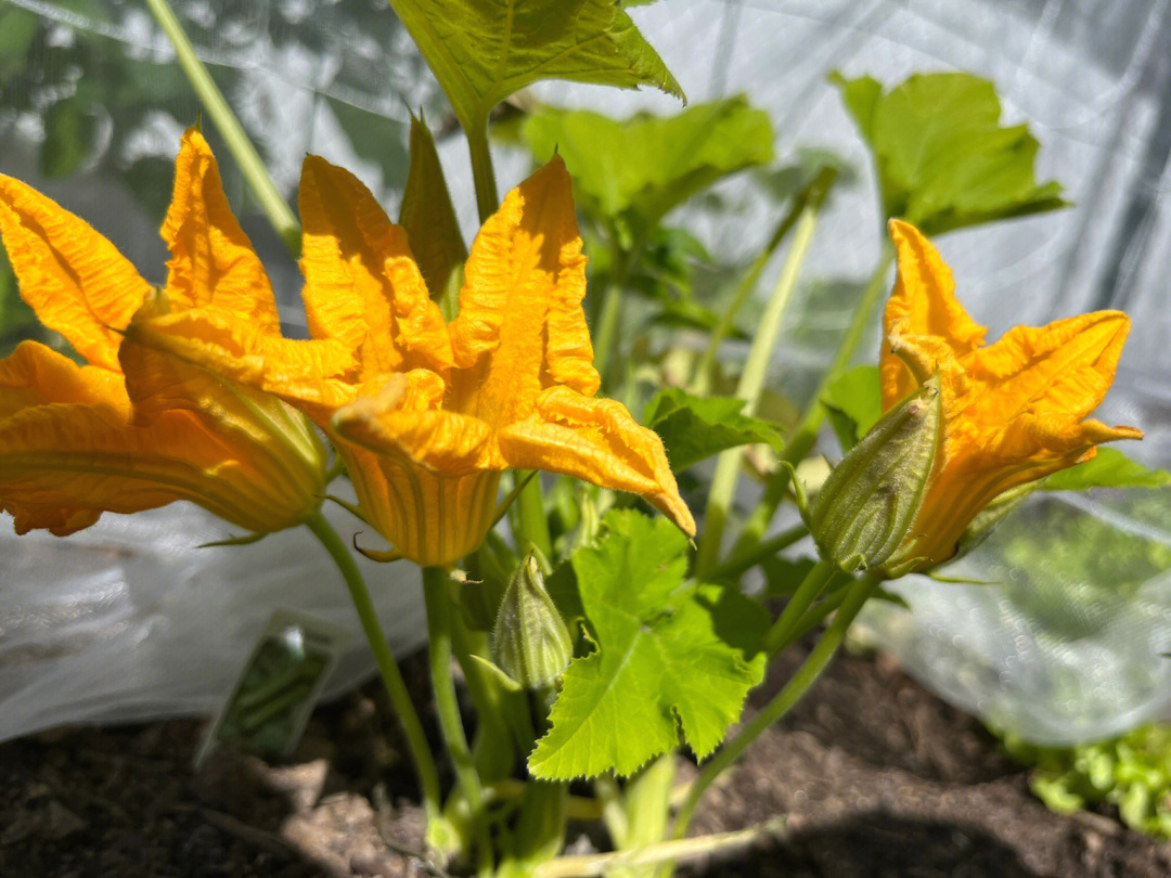 求助西葫芦如何分辨雄花雌花