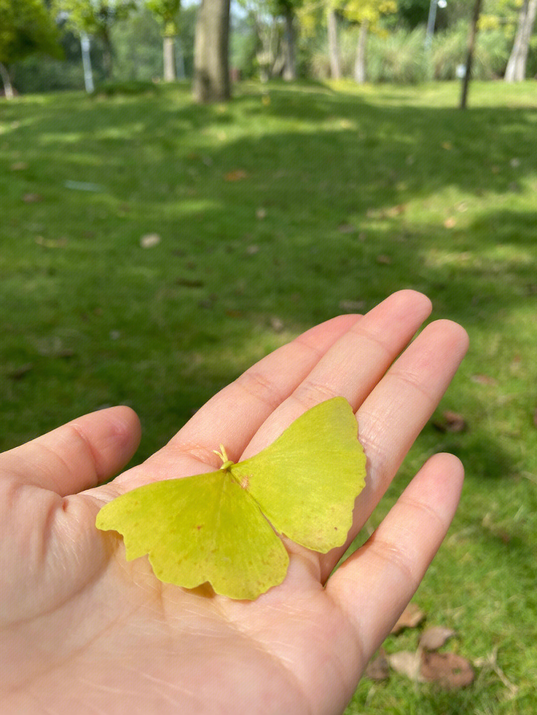 银杏叶你还在用来做花朵吗