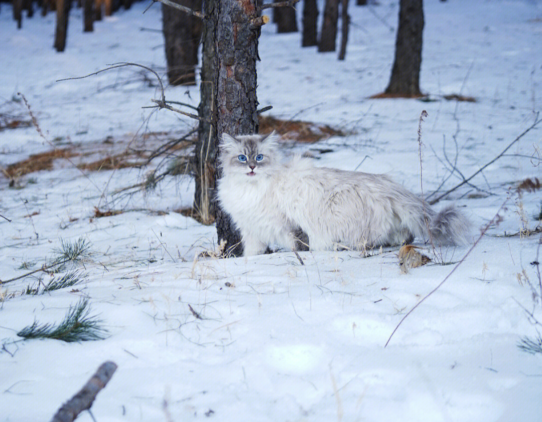 西伯利亚森林猫拉雪橇图片