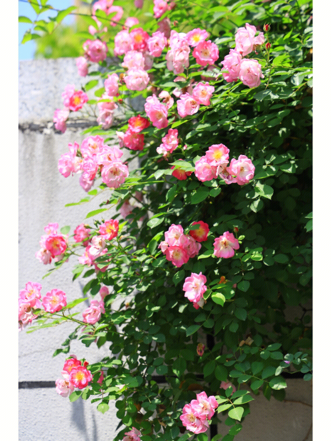 粉红蔷薇一年四季图片