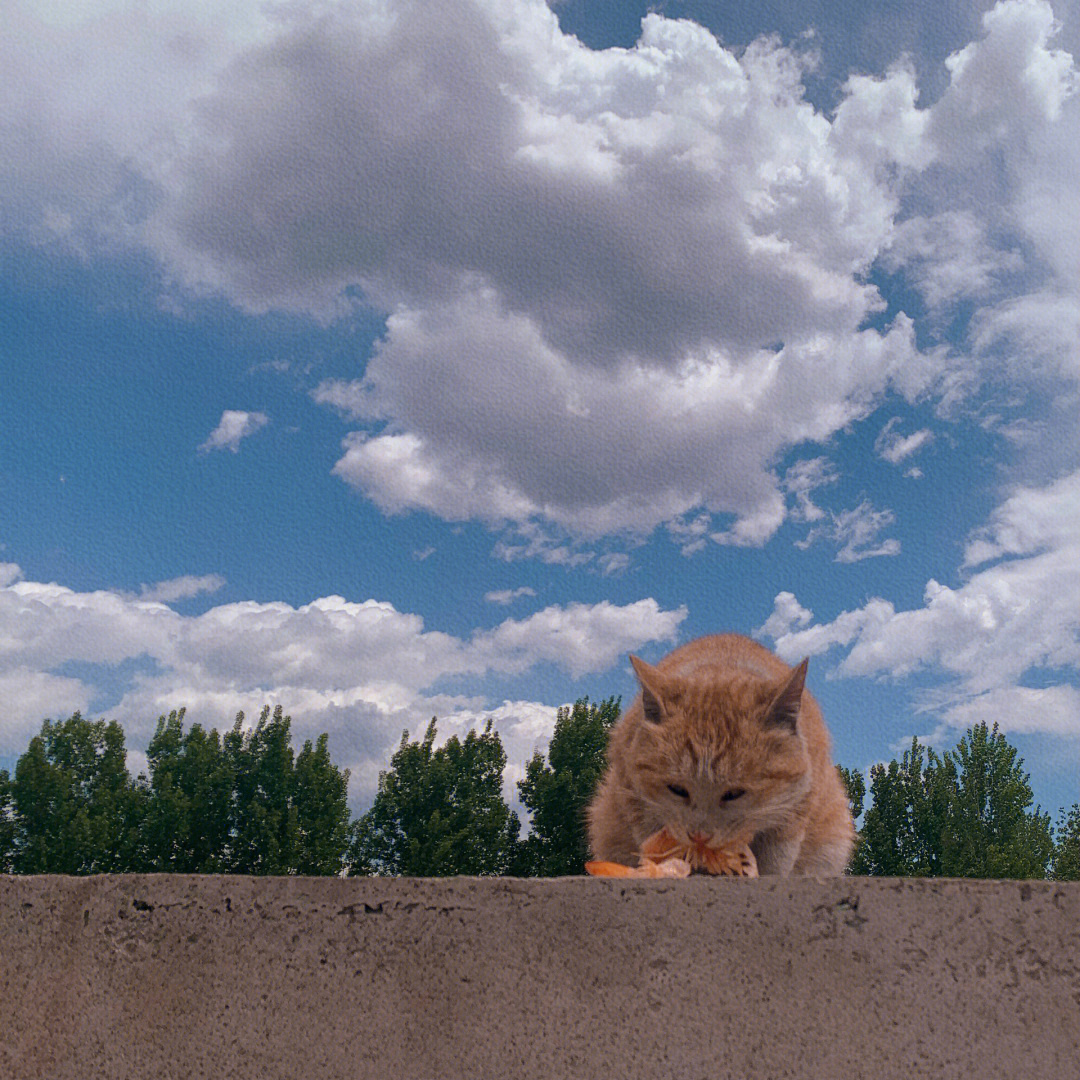 猫咪头像蓝天背景图片