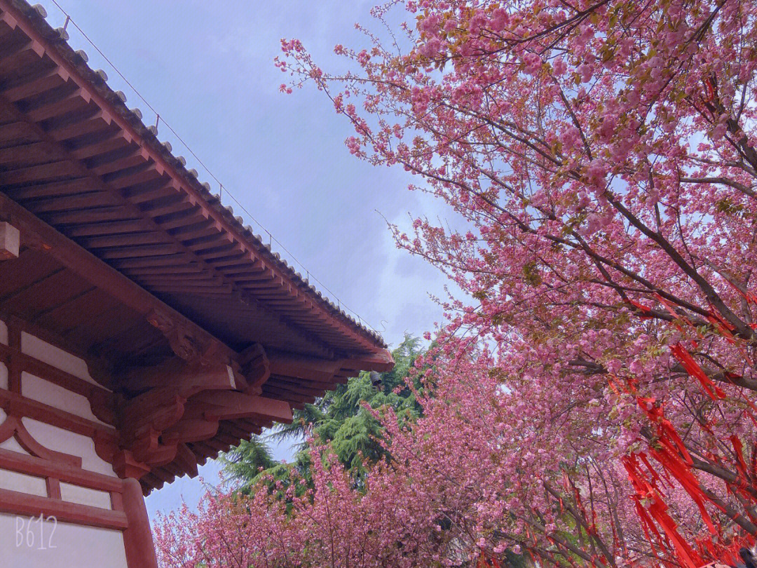 青龙寺的樱花季