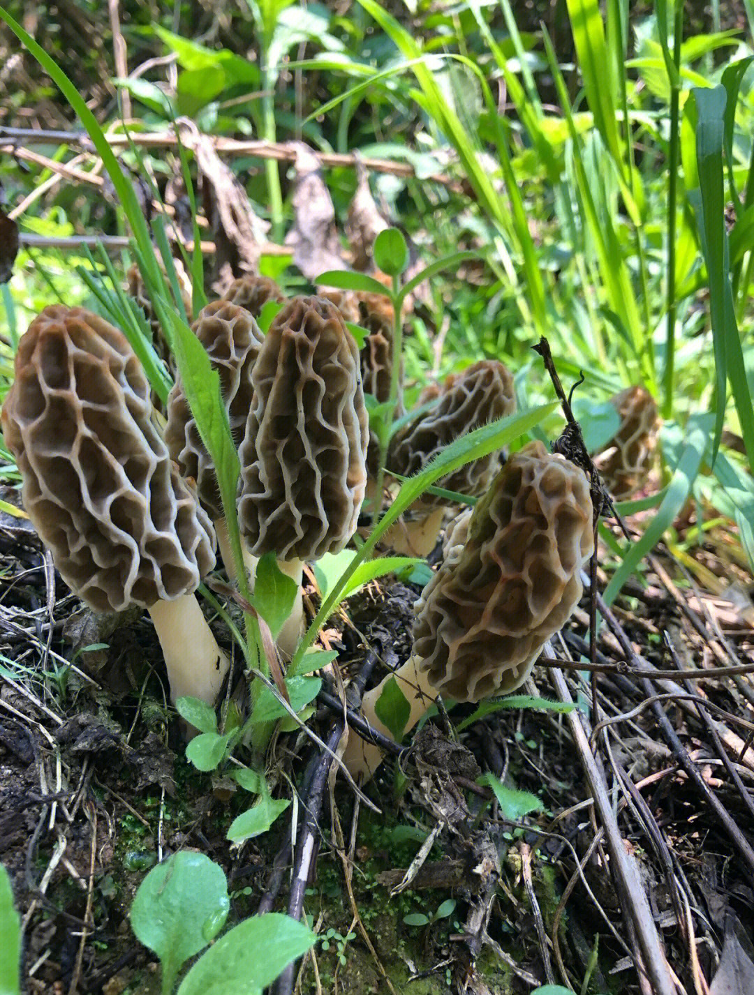 香格里拉野生羊肚菌