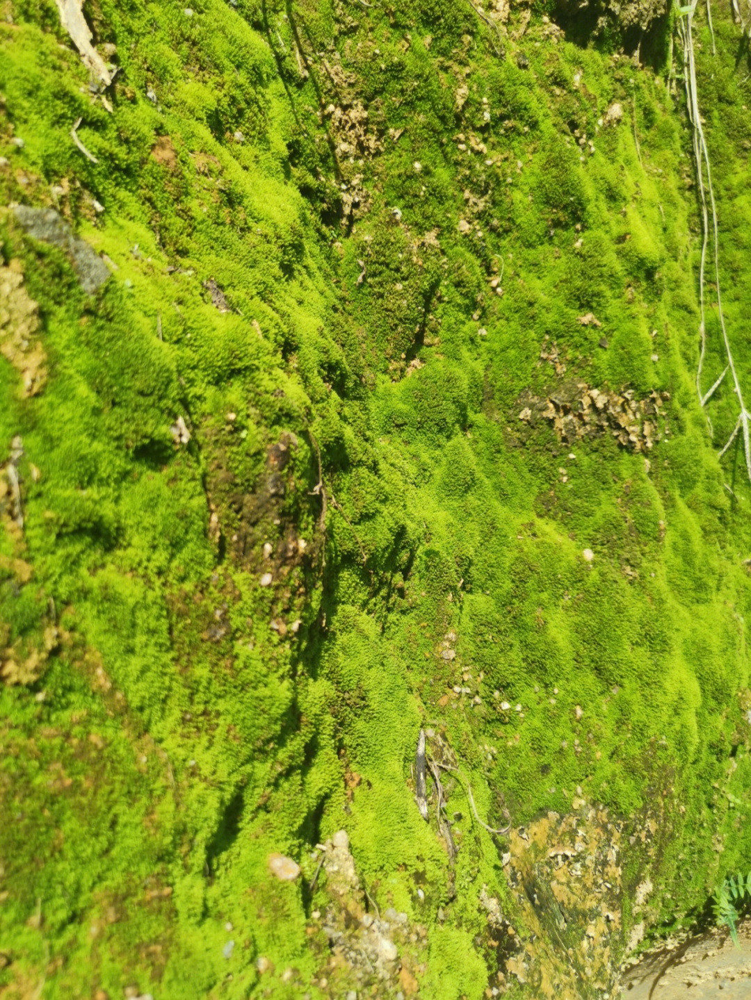 苔花什么时候开图片