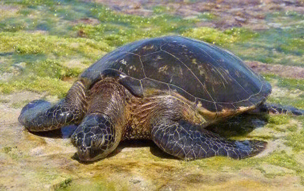 夏威夷绿海龟