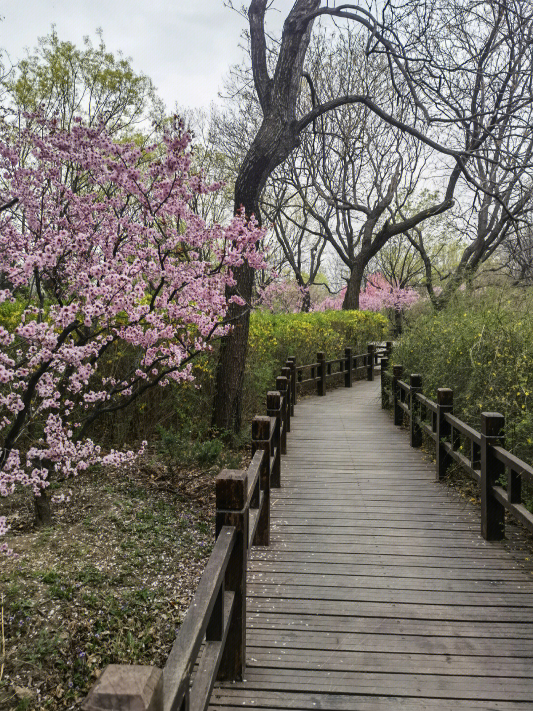 四月的北京植物园