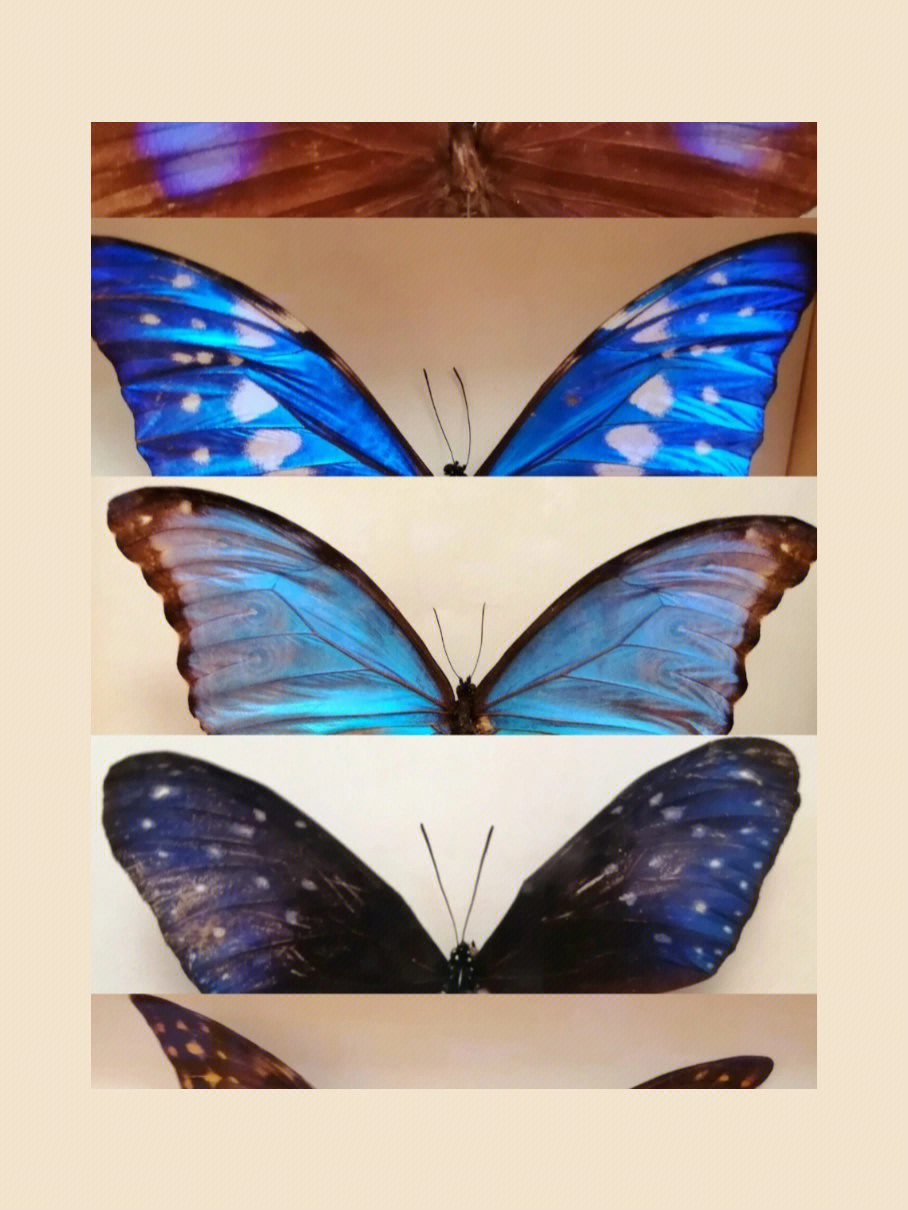 看展览发现蝴蝶标本这样拍更美