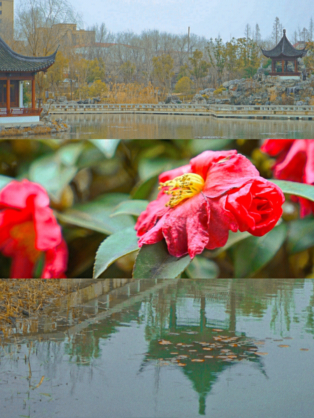 烟雨落花简谱修篱种菊图片