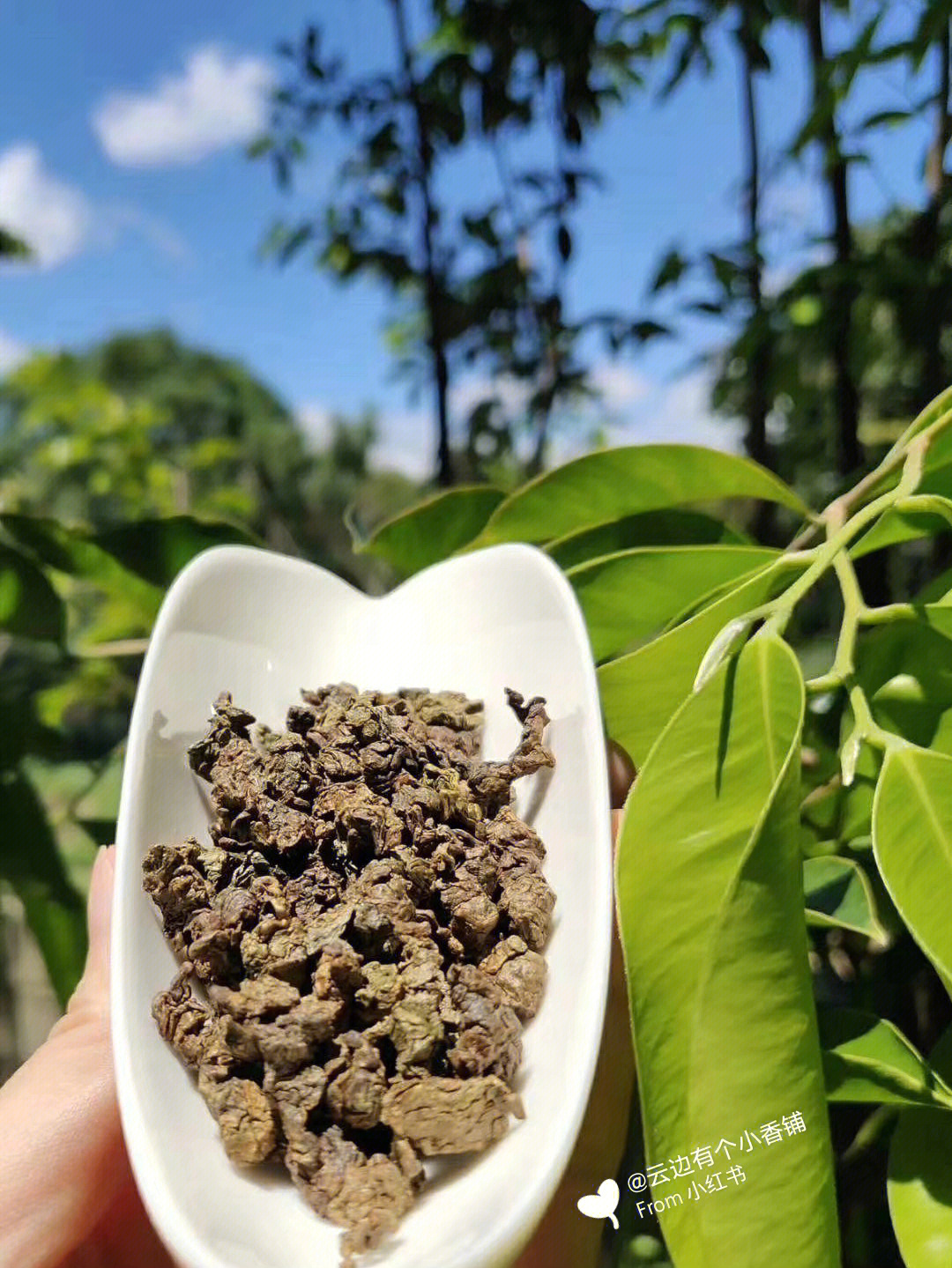 鳄嘴花沉香叶茶图片