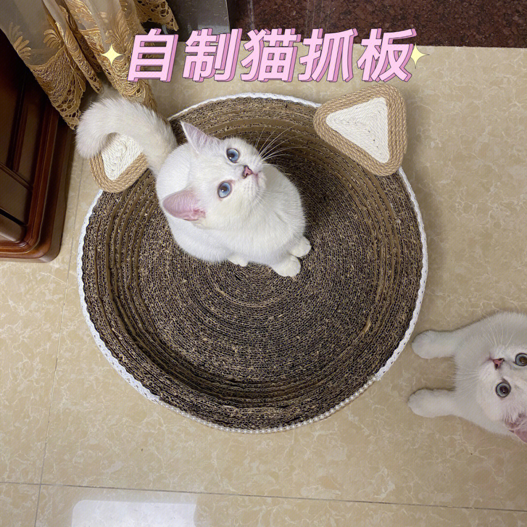 自制捉猫工具图图片