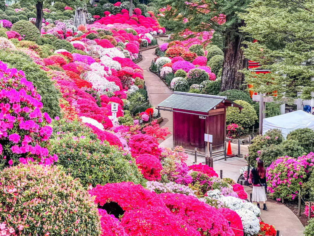 日本紫宸殿杜鹃图片