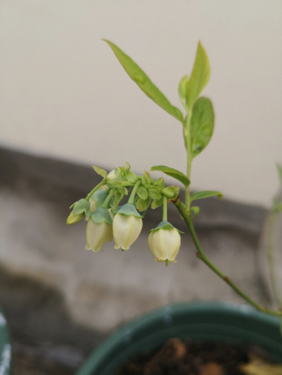 兔眼蓝莓开花图片