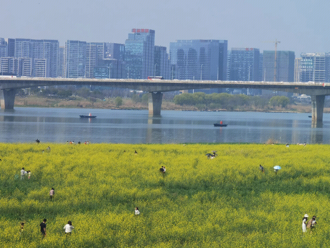 湘江油菜花