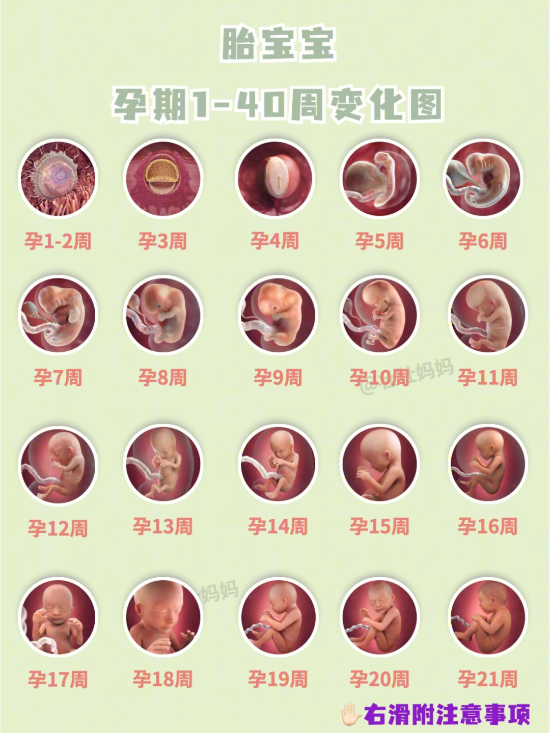孕期每周胎儿发育标准附准妈妈每周注意