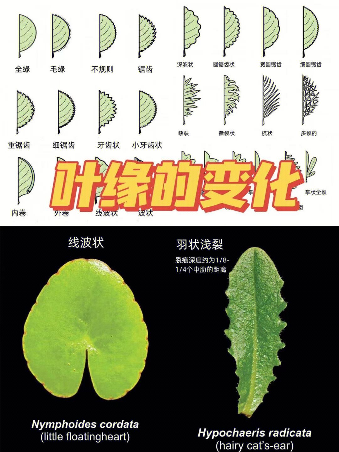 认识植物叶子3叶缘的变化2裂叶