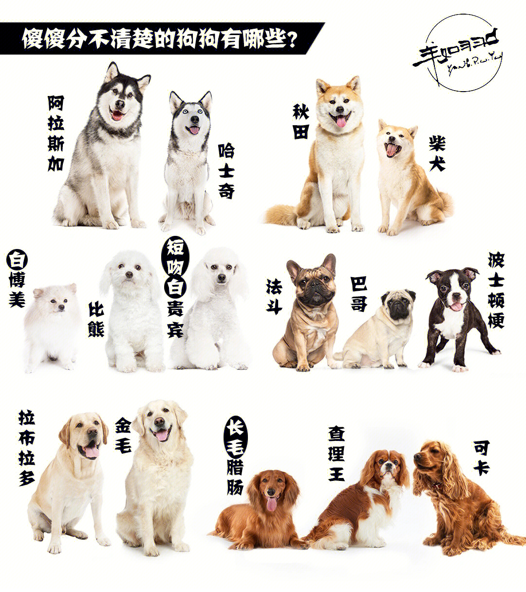 21566秋田和柴犬的区别?31566泰迪,比熊,白博的如何区分?