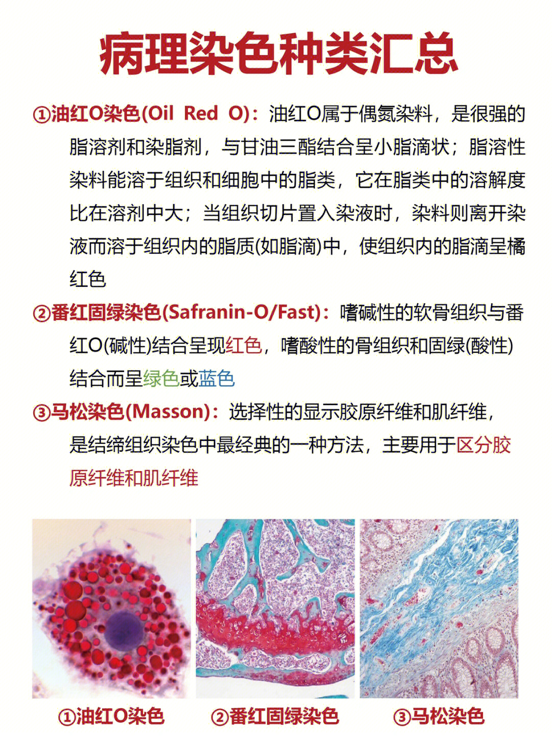 马松染色步骤图片