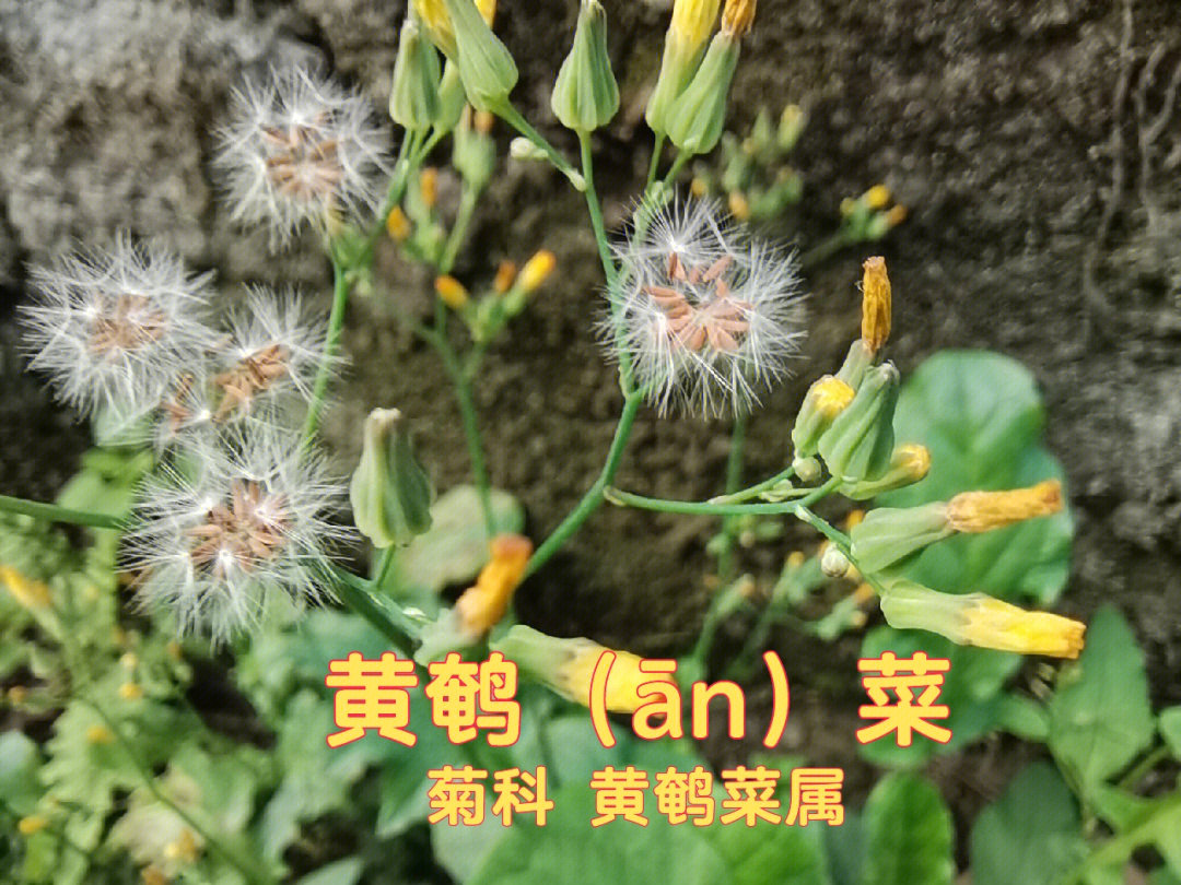 黄鹌菜花期图片
