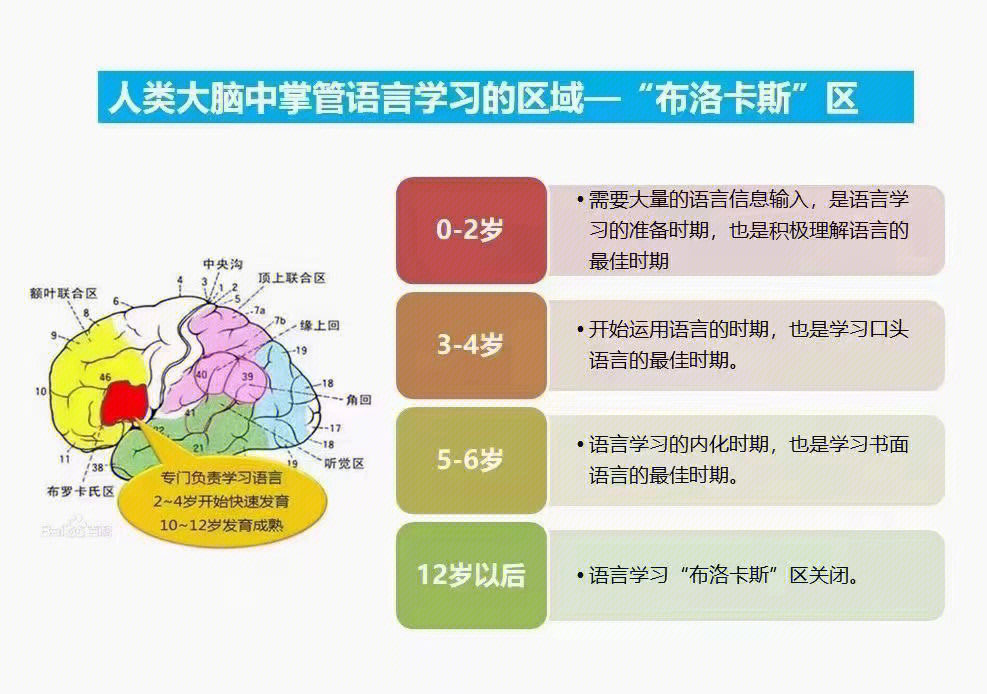 错过语言学习关键期,后期你需要花更多的时间才能达到同一效果,如果他