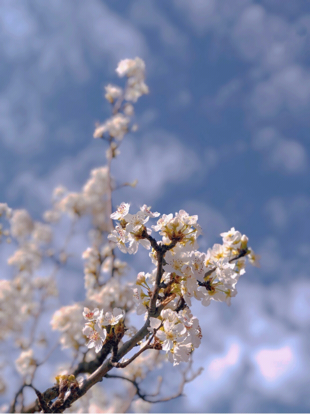 梨花什么时候开花图片