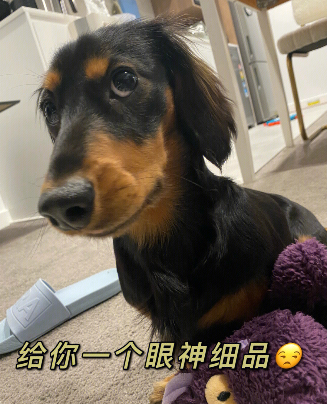 腊肠犬表情包图片