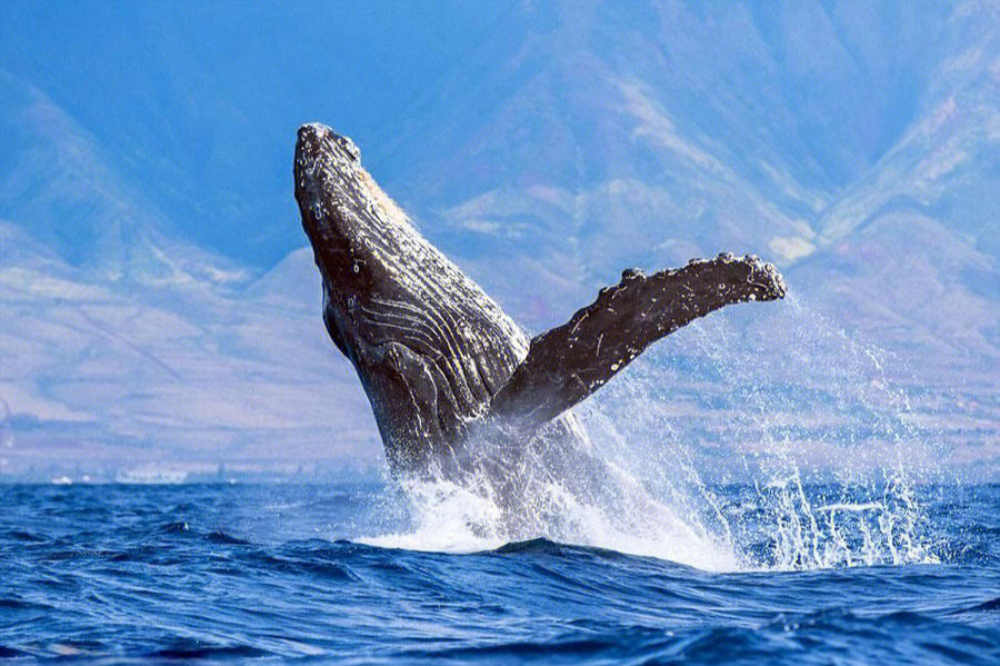 鲸鱼座头鲸跳出水面唯美图片