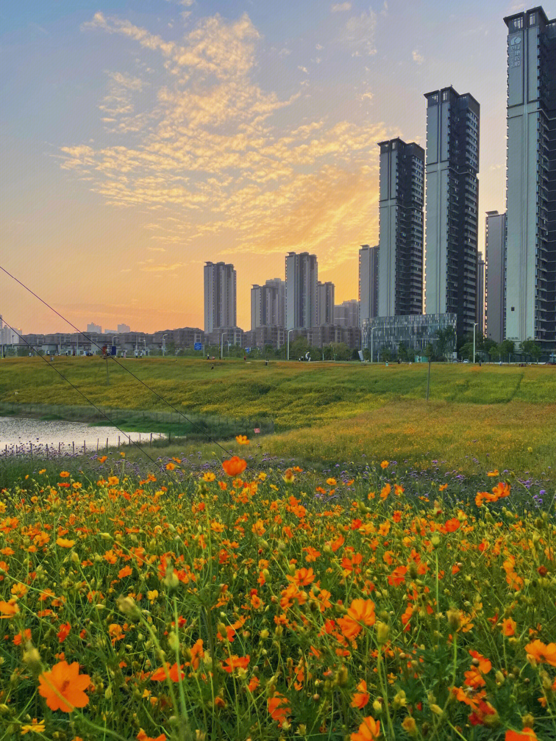 南昌马兰圩湿地公园,大片大片的花海,下午5点的夕阳不要太美,可惜木有