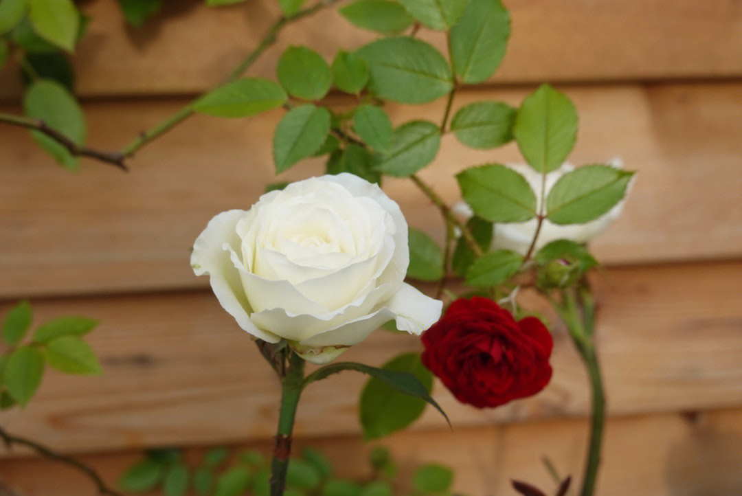 一朵白玫瑰红玫瑰壁纸图片