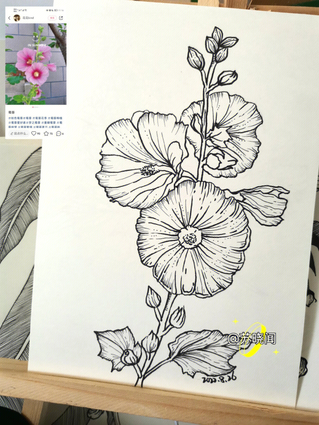 四年级植物写生线描画图片
