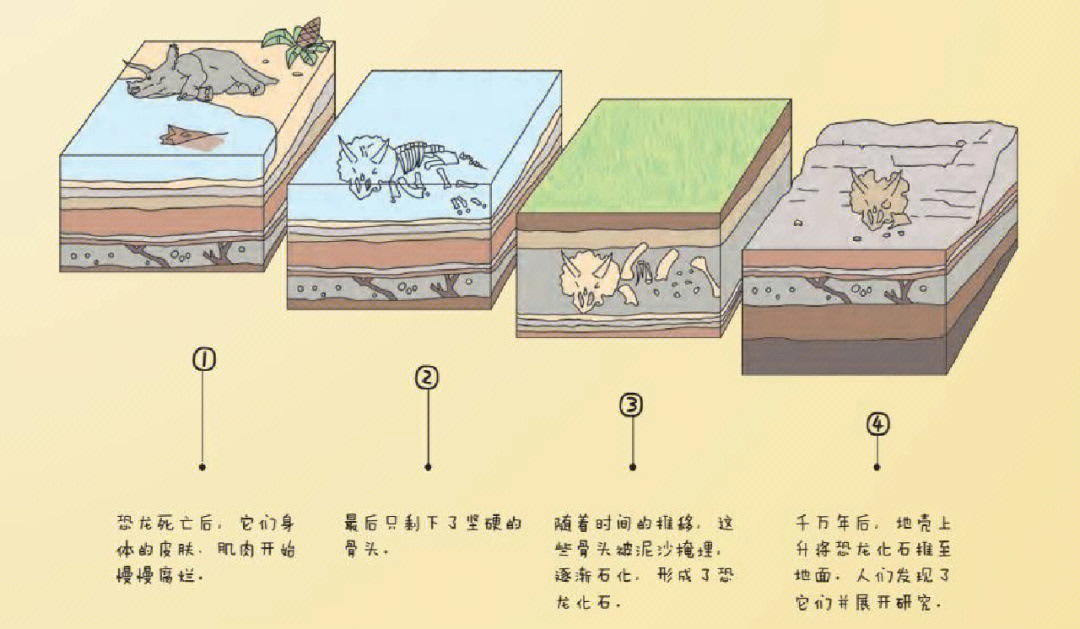 03恐龙化石的形成